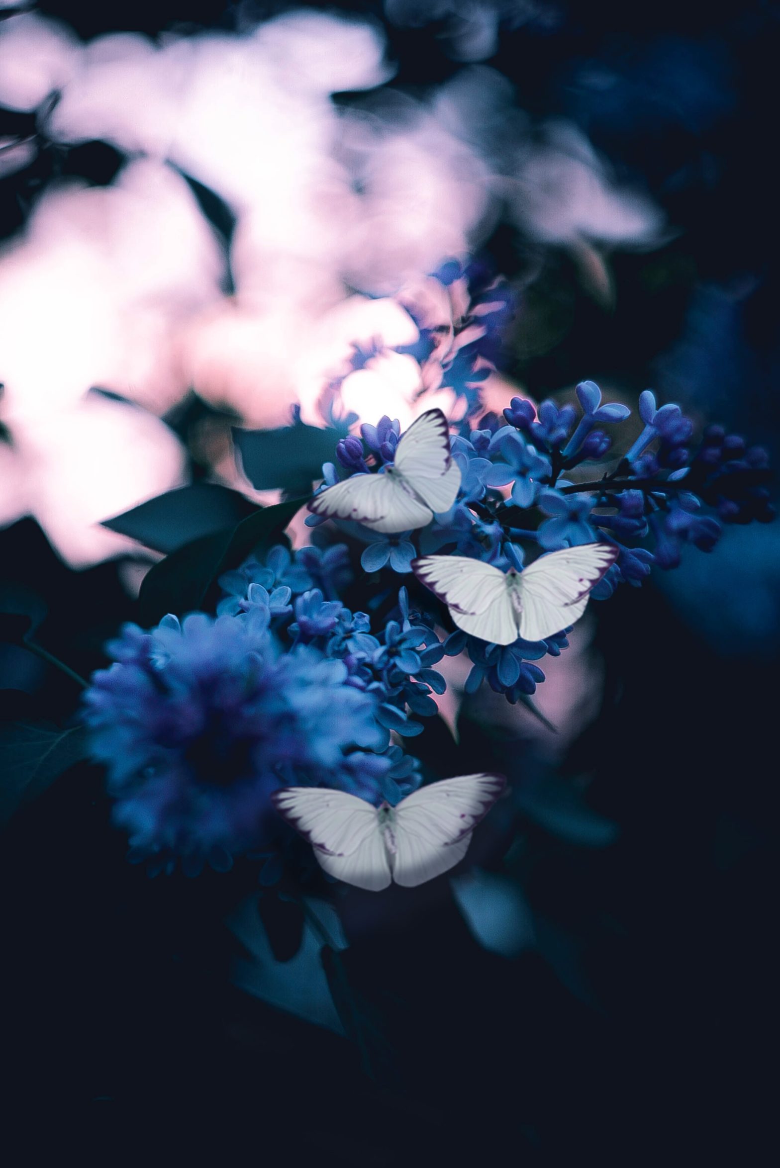 archimedys papillons